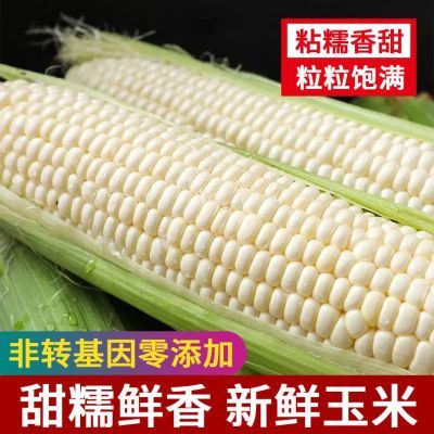 广西当季新鲜玉米农家白糯玉米带壳发货3斤5斤10斤装非即食玉米