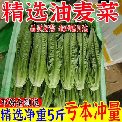 云南农家自种新鲜绿色油麦菜清香四季翠绿火锅优质蔬菜数量多多