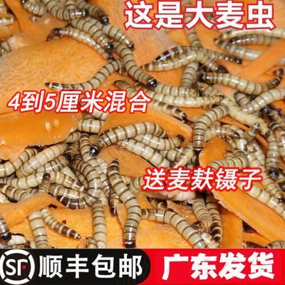 大麦虫蛋白虫鲜活超级面包虫龙鱼乌龟守宫饲料鸟食钓鱼新鲜大号