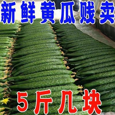 山东黄瓜现摘现发应季蔬菜水果绿心青瓜清脆可口新鲜新鲜带刺包邮