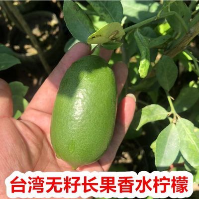 台湾四季长果无籽核香水柠檬树苗食用南北盆栽地栽种植青柠檬树苗