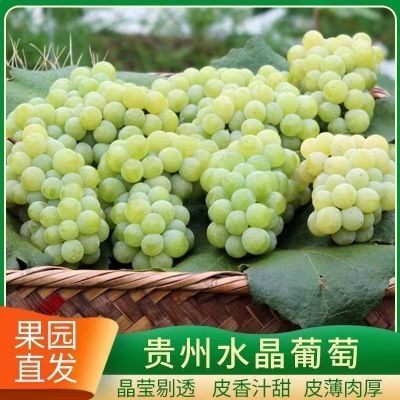 【首单直降】贵州农家新鲜现摘水晶葡萄当季孕妇水果自种香甜葡萄