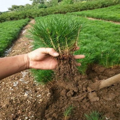 新店开张50-100颗黑松小苗白芽黑松小黑松苗黑松一年苗松树