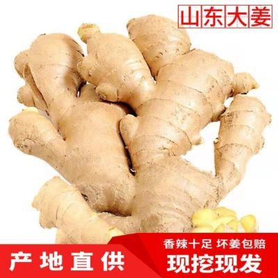 山东大姜生姜老姜干净无土晾干大姜新鲜黄姜老生姜批发