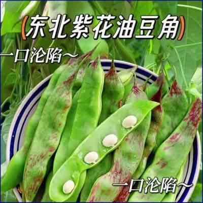 东北一点红新鲜油豆角蔬菜现摘开锅熟烂