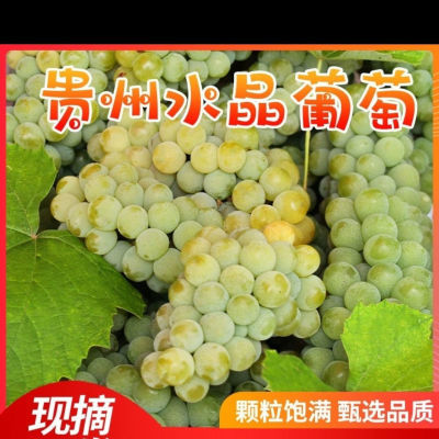 【已售30w+】贵州水晶葡萄现摘发货农家青葡萄应季水果新鲜绿