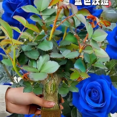 新品大花浓香型 玫 瑰 花 盆栽花花卉大全绿植庭院室内外老根