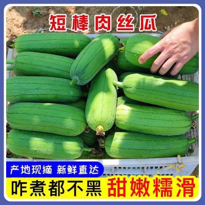 肉丝丝瓜新鲜肉新鲜短棒台湾福建农家当季现摘现发时令蔬菜批发