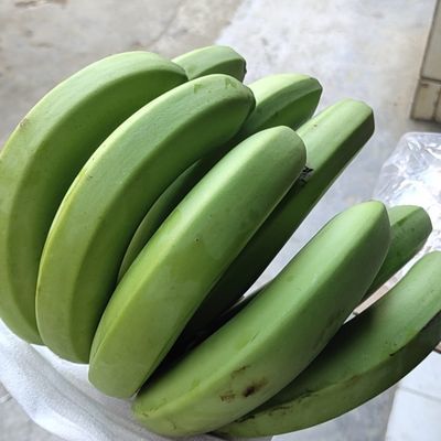 云南香蕉现砍现发自然熟不打药