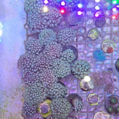 澳洲短杆宝石花珊瑚 人工定养老货幻彩