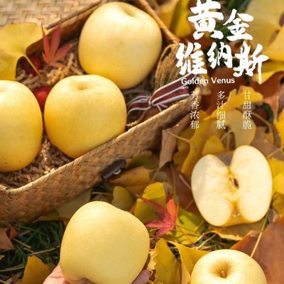 【8-12粒大果】脆甜黄金维纳斯正宗苹果园直发包邮黄皮薄皮