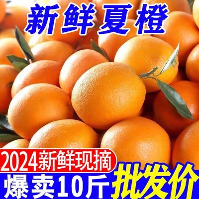 【爽口多汁】新鲜夏橙子薄皮多汁现摘现发应季新鲜水果批发果冻橙