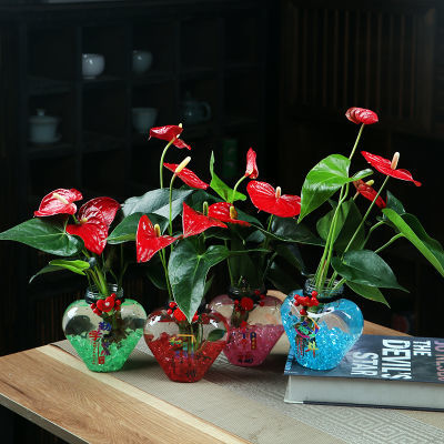 水培红掌白掌盆栽一帆风顺花卉植物室内好养绿植多肉植物花盆桌面