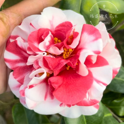 花露珍山茶花复色苗室内绿植红色花卉福建花蝴蝶阳台庭院粗壮好养