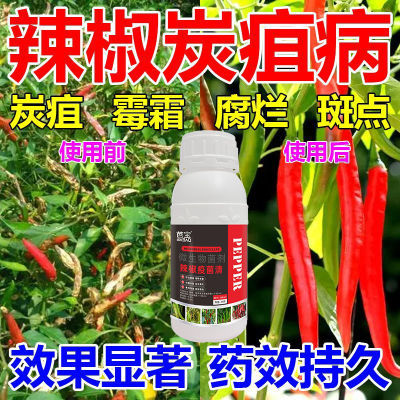 辣椒疫菌清辣椒病全治灰霉病疫病枯萎病辣椒预防剂专用微生物菌剂