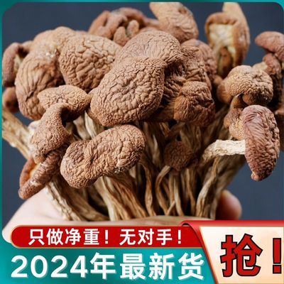 茶树菇干货无干燥剂古田特产不开伞茶薪菇批发煲汤食材菌菇农家