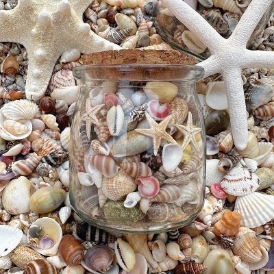 天然散装贝壳海螺0.5-2cm许愿瓶装散装鱼缸造景手工DIYdiy深海彩