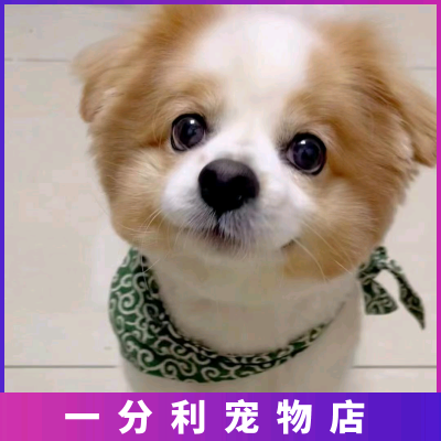 中华田园犬小型幼犬长不大高智商土狗仔宠物好养土狗崽本地家养活