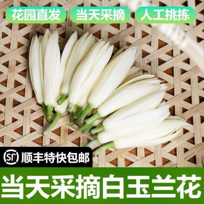 顺丰特快包邮新鲜白玉兰鲜花摆地摊大白玉兰花苞闻香挂饰白兰花团