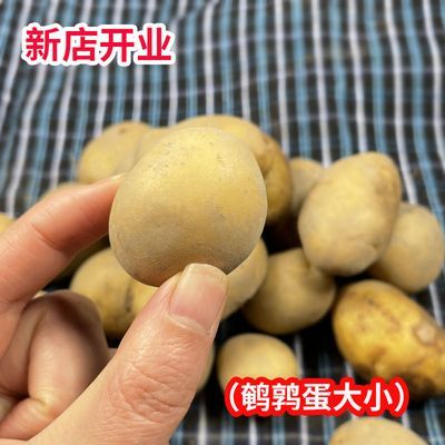 【清水巨优惠】散装黄心土豆非转基空心黄心小个即食黄皮新鲜