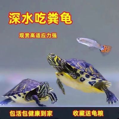 黄耳深水乌龟鱼缸混养小乌龟活物家养纯种精品黄耳龟观赏宠物龟