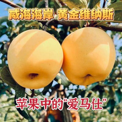 【8-12粒大果】带箱5斤脆甜黄金维纳斯正宗苹果园直发包邮黄