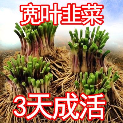 新韭菜根苗紫根宽叶红根四季盆栽阳台室内当季红根韭菜根正宗全白