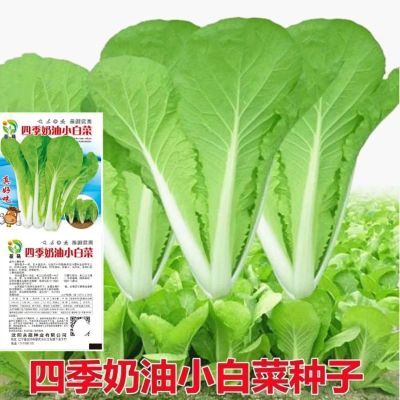 四季奶油小白菜快菜种子菜籽耐热速生快菜种孑四季阳台种蔬菜种子