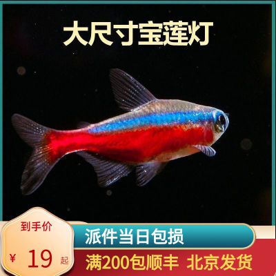 宝莲灯北京小型草缸观赏鱼红绿灯科鱼群游淡水新手耐养热带鱼