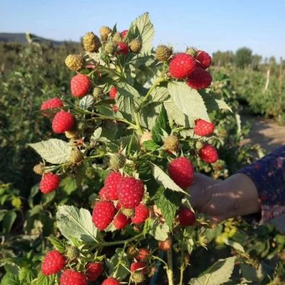红树莓黄树莓黑树莓覆盆子优质多季结果哈耐寒零下35度酸甜小浆
