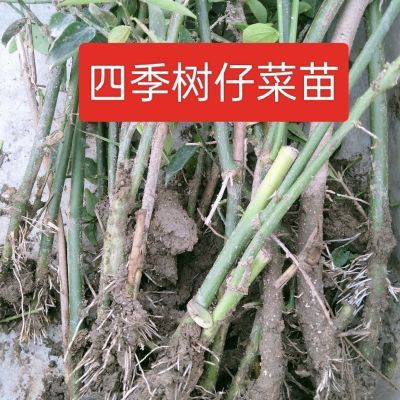 树仔菜自家种植,土长易活一次种植够吃,适合南北四季种植方便管养