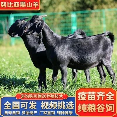 纯种努比亚黑山羊活体种羊小羊羔多胎高产怀孕母羊配种羊养殖资料