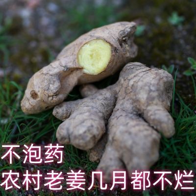 【农家老姜】生姜坐月子老姜老黄姜小黄姜新鲜蔬菜月子姜大黄姜