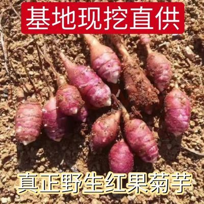 2024胰岛果新鲜紫皮洋姜纯自然晾晒药食同源传统工艺腌制