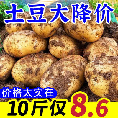 云南黄皮土豆10斤粉糯新鲜现挖马铃薯洋芋芋头当季蔬菜3斤批发