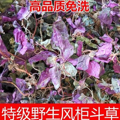 (钧甄只做正品)福建土楼野生风柜斗草养肝纯天然风鼓草新鲜