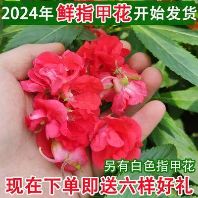 指甲花新鲜凤仙花指甲草鲜花红指甲小桃红灰指甲透骨草鲜花