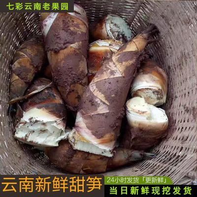 正宗云南普洱特产新鲜带壳甜笋生吃水果甜龙笋当季现挖现发嫩竹笋