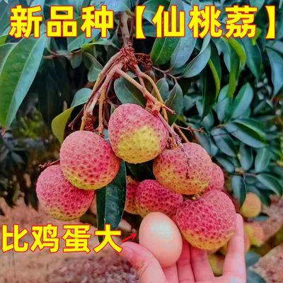 5-6个果一斤仙桃荔荔枝果树苗新品种荔枝嫁接苗好种