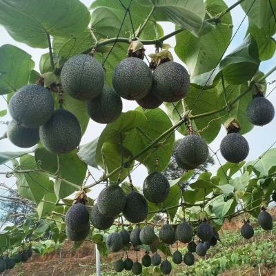 云南哥伦比亚热情果苗新品种纯甜不酸南方果树苗庭院阳台盆栽