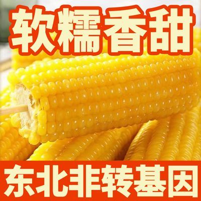 【非转基因】糯玉米东北特产新鲜非转基因黄糯玉米黄玉米棒粘苞米