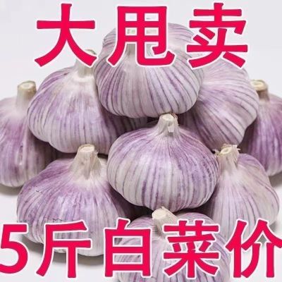 【超低价】山东金乡紫白皮大蒜干蒜新大蒜头3斤5斤10斤批发包邮装