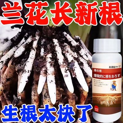 兰花生新根】生根爆根剂兰花烂根叶黄不成活壮根专用肥浓缩营养液