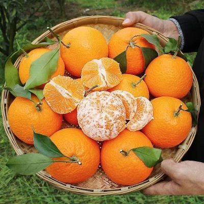 【四川正宗】高山货青见果冻 橙手剥橙应季水果柑橘产地新鲜无籽