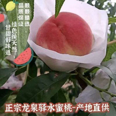 正宗成都龙泉驿水蜜桃自家桃园时令新鲜水果甜蜜多汁大果【5天内发货】