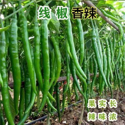 新鲜青线椒农家自种二荆条尖椒青椒整箱包邮【6天内发货】