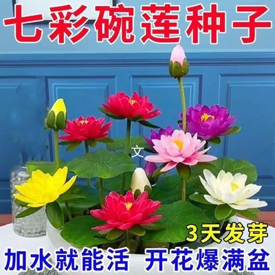 【遇水开花】碗莲种四季种植水培植物室内绿植睡莲荷花种