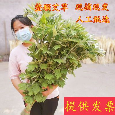 现割现发新鲜艾草艾叶端午节挂门鲜艾整棵艾草花束入户门门头艾草