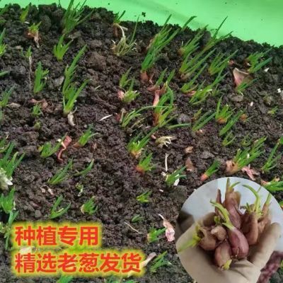 四季小香葱香葱根苗植阳台盆栽黄葱头红葱头小葱葱头火葱红根