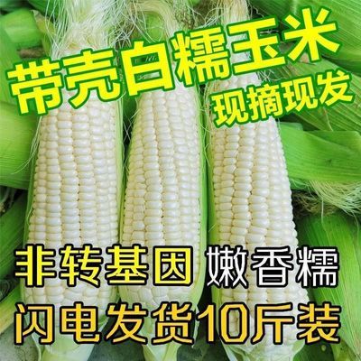 云南新鲜白糯玉米香糯玉米现摘糯玉米嫩包谷带壳玉米应季白甜玉米